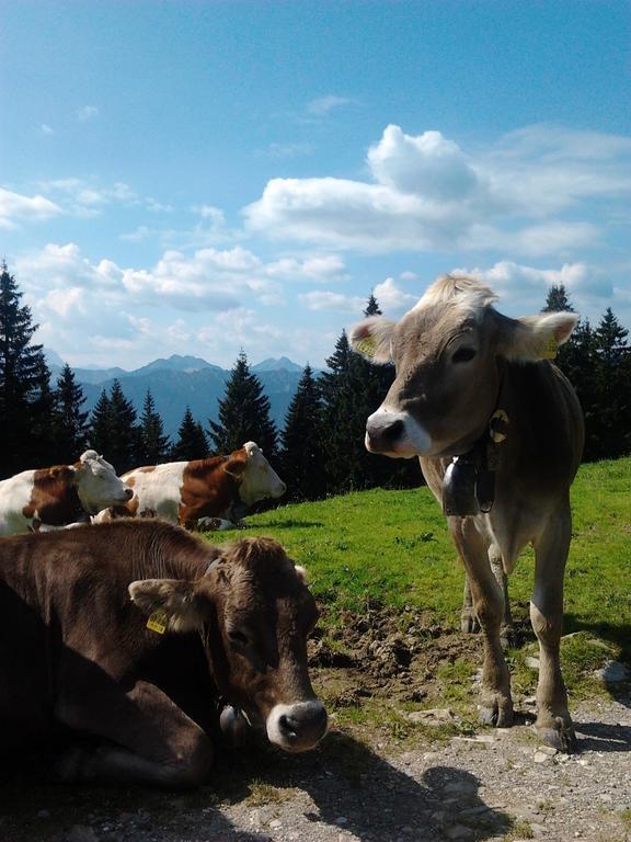 Ferienwohnungen Kral Grainau Luaran gambar